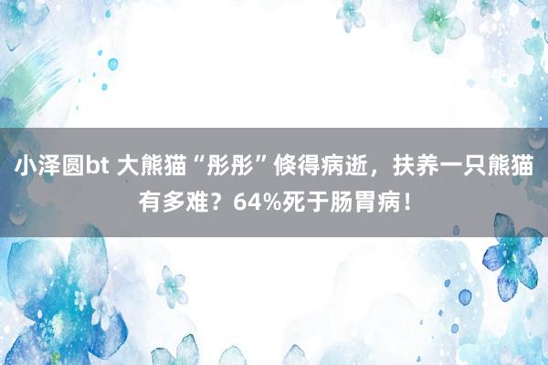 小泽圆bt 大熊猫“彤彤”倏得病逝，扶养一只熊猫有多难？64%死于肠胃病！