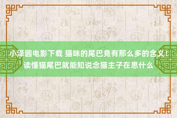 小泽圆电影下载 猫咪的尾巴竟有那么多的含义！读懂猫尾巴就能知说念猫主子在思什么